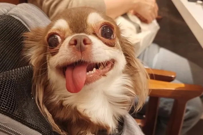 遠野ジンギスカンよし田中目黒店では、大切なペットと一緒にお食...