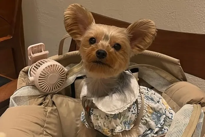 遠野ジンギスカンよし田中目黒店では、大切なペットと一緒にお食...